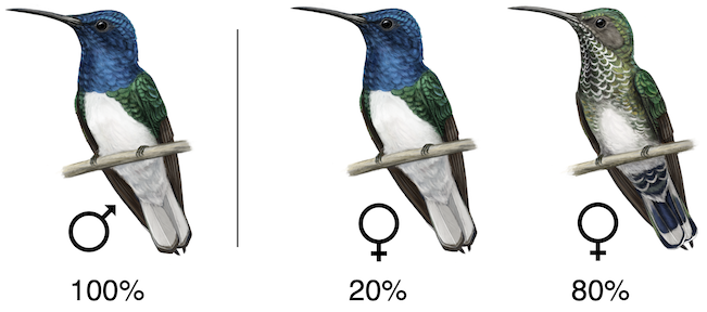 Illustrations of white-necked jacobins